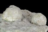 Two Devonian Cystoid Fossils (Strobilocystites) - Iowa #95821-1